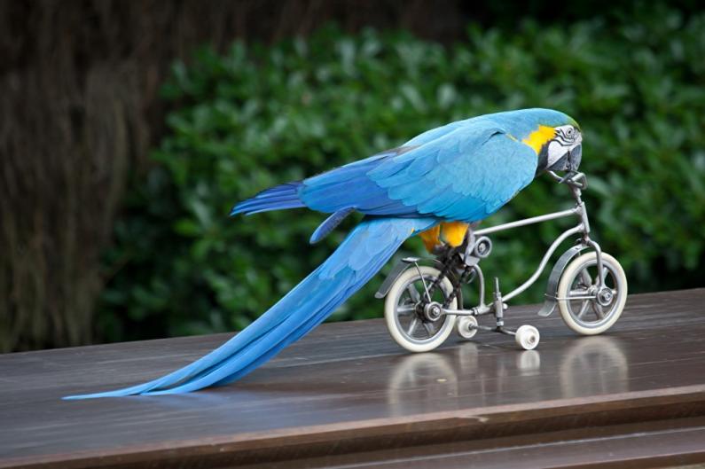 Птицы и велосипеды